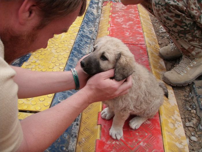 Ces 16 photos de chiens qui viennent de se faire adopter vont vous donner envie d'en recueillir un vous aussi ! | So Busy Girls