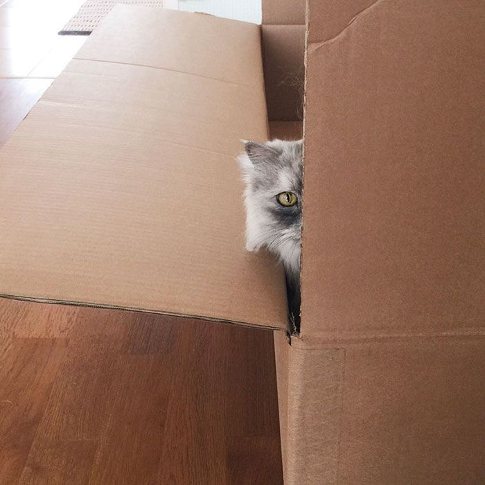 La fourrure de ce chat persan est tout simplement magnifique ! | So Busy Girls