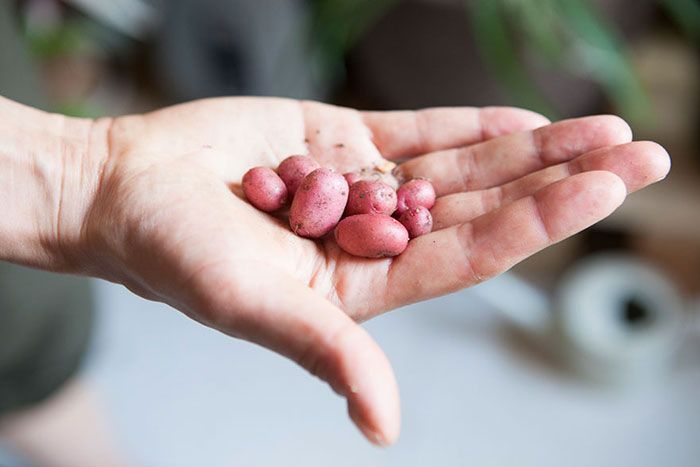 Cette jeune femme a planté plus de 500 plantes dans son appartement new-yorkais et l'a transformé en vrai jungle d'intérieur | So Busy Girls