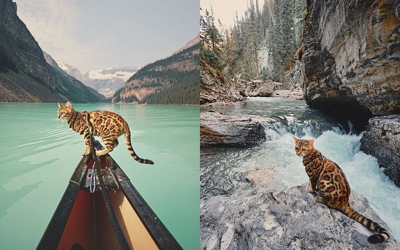Découvrez Suki, le chat Bengal qui fait le tour du monde avec sa maîtresse | So Busy Girls