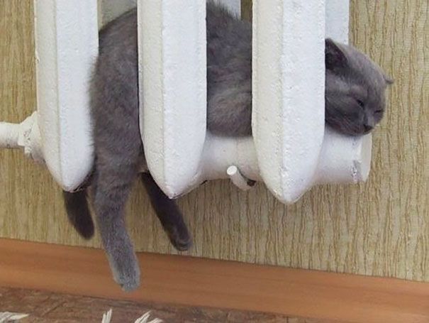 30 chats qui adorent la chaleur | So Busy Girls