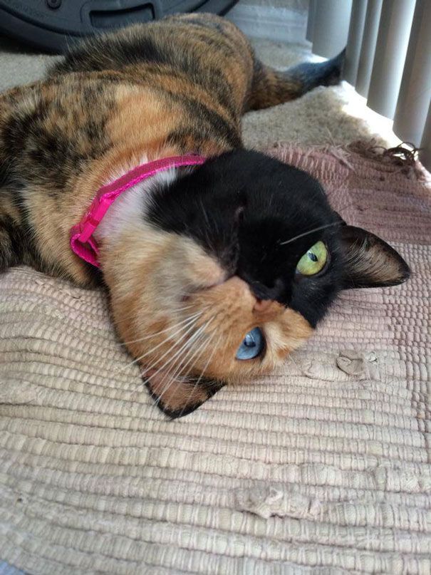 Découvrez Venus, le chat aux 2 visages | So Busy Girls
