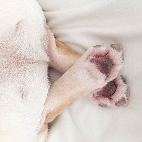 Découvrez Milo, le bulldog narcoleptique qui va vous faire sourire illico ! | So Busy Girls