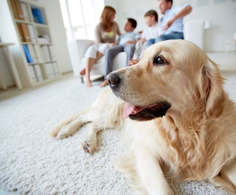 Ménage : comment avoir une maison propre quand on a un animal ? | So Busy Girls