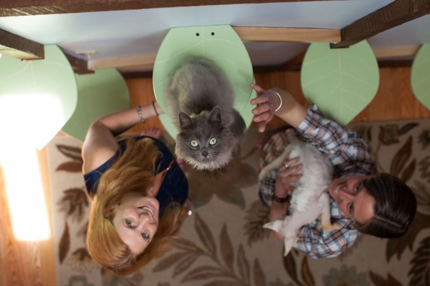Il transforme une maison pour faire le bonheur de 7 chats | So Busy Girls