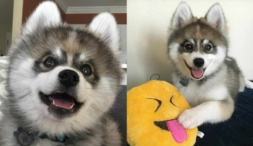 Découvrez Norman, le bébé husky tellement mignon qu'il va vous faire craquer ! | So Busy Girls