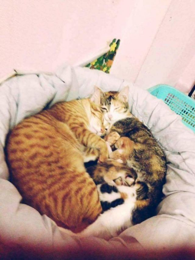 Papa chat soutient cette maman chatte qui accouche et l'inonde de câlins | So Busy Girls