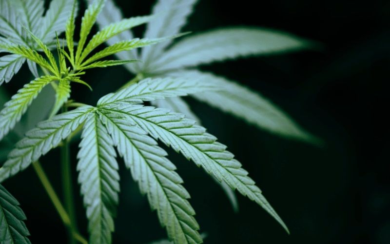 Comment comprendre le pronostic de CBD en France | So Busy Girls