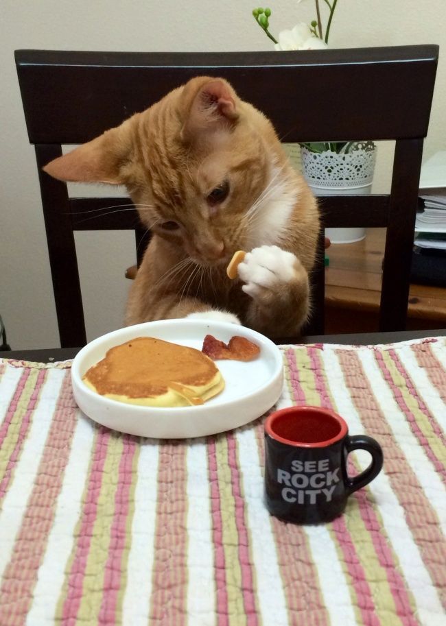 21 photos des plus beaux chats : vous n'allez pas pouvoir leur résister ! | So Busy Girls