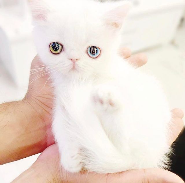 Découvrez Pam Pam, un tout petit chaton avec des yeux vairons qui vous hypnotiseront | So Busy Girls