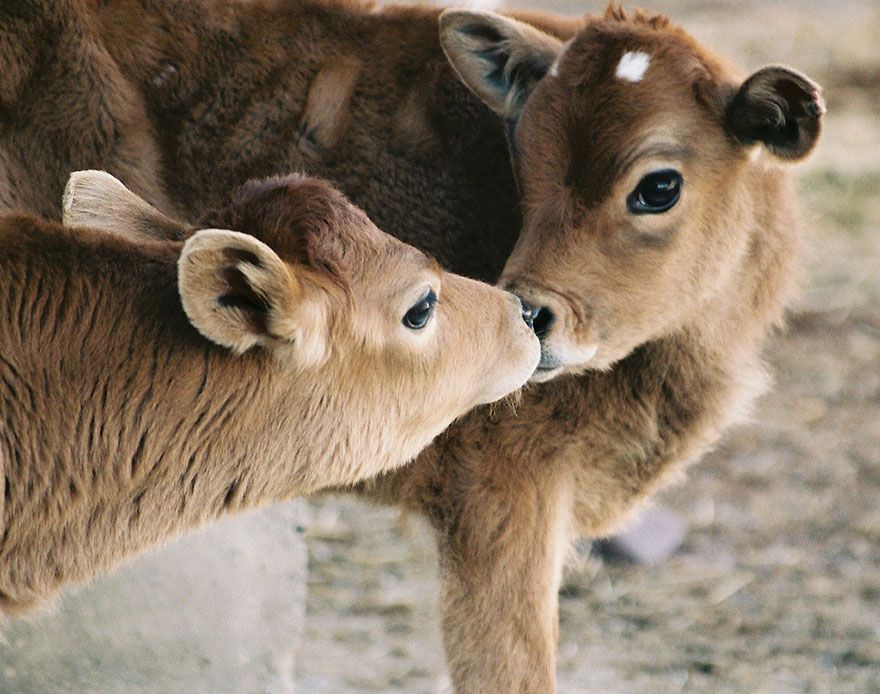 Des veaux tout mignons qui se font un bisou | So Busy Girls