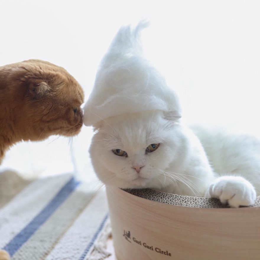 13 chats avec des chapeaux sur la tête faits de leurs propres poils | So Busy Girls