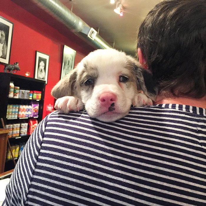 Ces 16 photos de chiens qui viennent de se faire adopter vont vous donner envie d'en recueillir un vous aussi ! | So Busy Girls