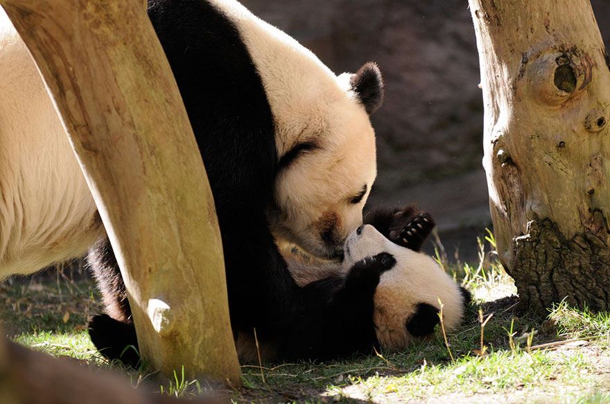 Bisou de maman panda à bébé panda ! | So Busy Girls