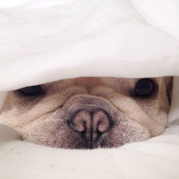 Découvrez Milo, le bulldog narcoleptique qui va vous faire sourire illico ! | So Busy Girls