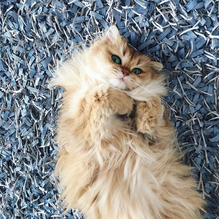 Découvrez Smoothie, le chat le plus photogénique au monde ! | So Busy Girls
