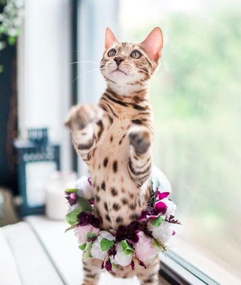 Cette femme prend des photos sublimes de ses chats qui portent des couronnes de fleurs – c'est vraiment trop chou ! | So Busy Girls