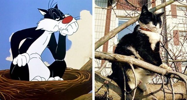 Sylvestre (Looney Tunes) | So Busy Girls