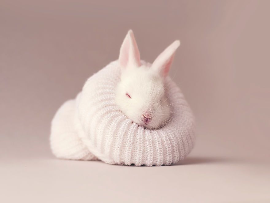 Ce bébé lapin est tellement mignon que vous allez vouloir le même ! | So Busy Girls