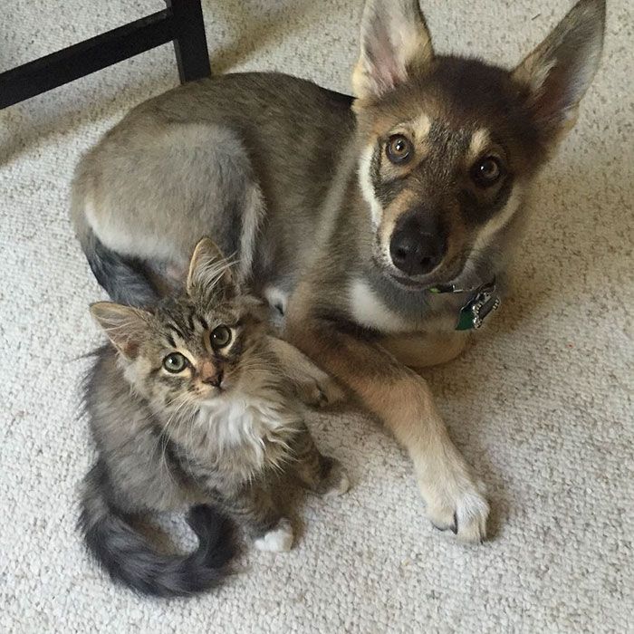 Ce husky a adopté ce chat dans un refuge et depuis, ils sont inséparables ! | So Busy Girls