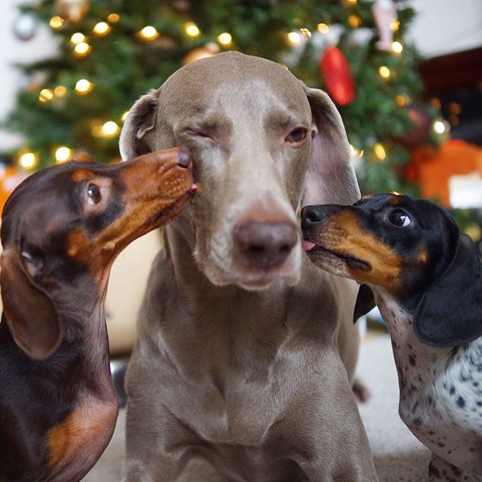Ces 2 chiens et ce petit chiot endormis tous les 3 sont tellement adorables que vous allez craquer ! | So Busy Girls