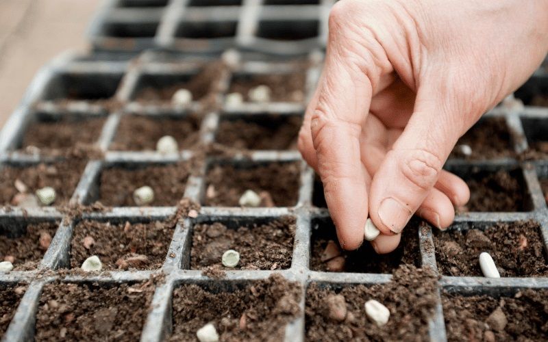 Quand semer vos graines : le guide ultime pour des plantes réussies | So Busy Girls