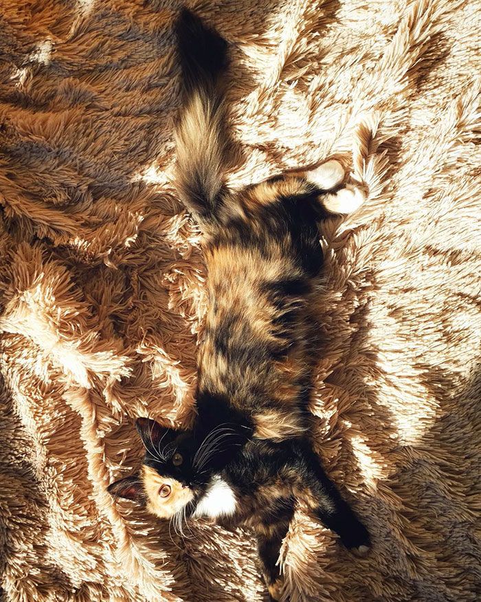Voici Yana, l'adorable chatte aux deux visages qui va vous faire craquer ! | So Busy Girls