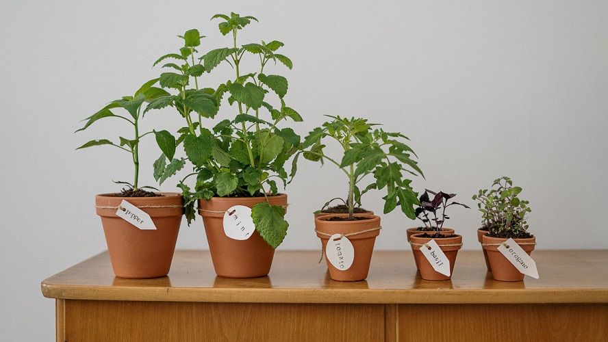 Cette astuce naturelle permet de booster la croissance de vos plantes | So Busy Girls