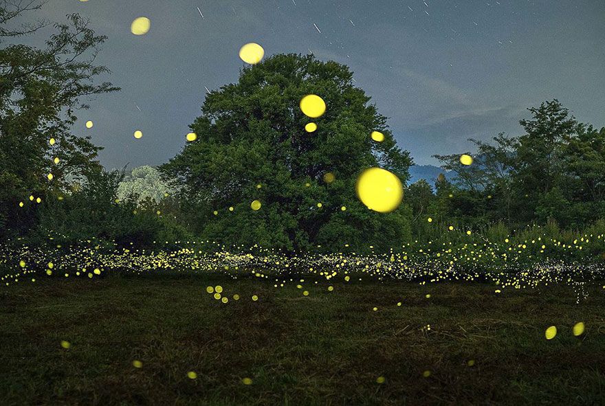 Ces photos de lucioles qui illuminent le paysage à la nuit tombée sont tellement magnifiques qu'elles vont vous sembler surréalistes | So Busy Girls