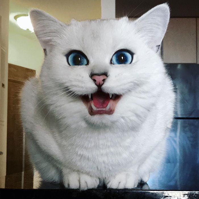 Ce chat a vraiment des yeux sublimes | So Busy Girls