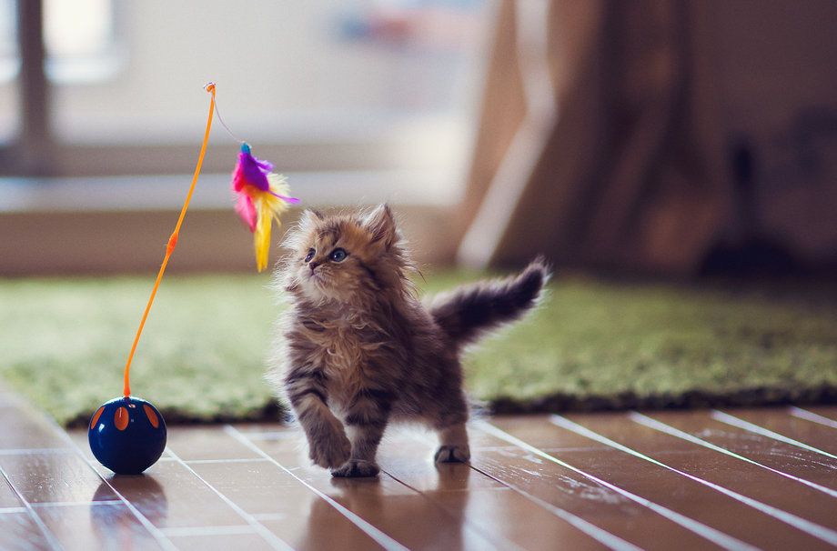 5 conseils pour mieux communiquer avec votre animal | So Busy Girls