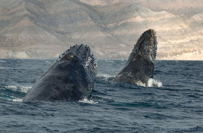 Ce photographe a passé 25 ans à montrer la beauté majestueuse des dauphins et des baleines | So Busy Girls