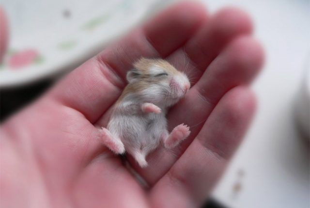 Un bébé hamster | So Busy Girls