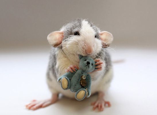 Les rats peuvent être des animaux de compagnie parfaits pour vos enfants ! | So Busy Girls
