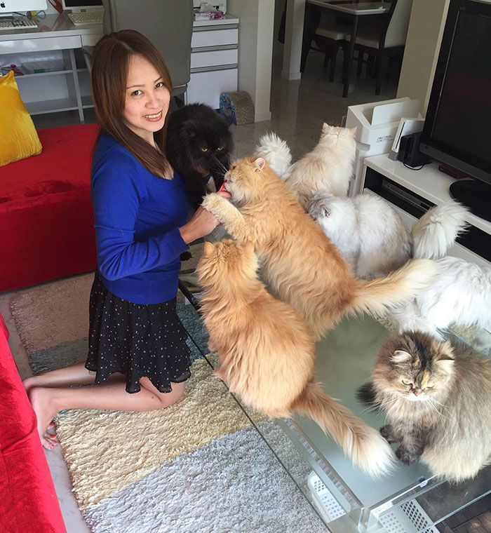 Cette femme aux 12 chats a conquis Instagram avec ses magnifiques chats persans | So Busy Girls