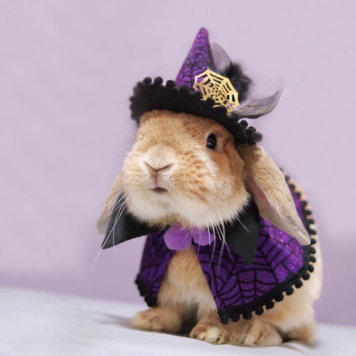 Découvrez PuiPui, le lapin le plus stylé du monde ! | So Busy Girls