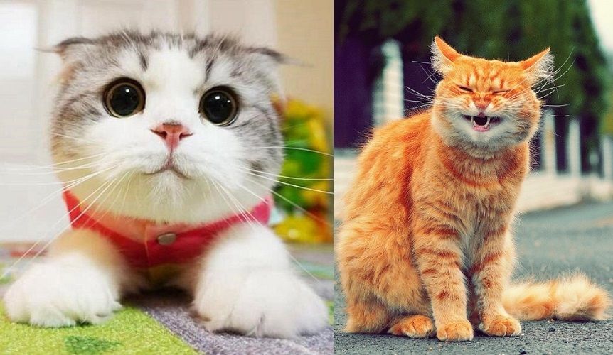 21 photos des plus beaux chats : vous n'allez pas pouvoir leur résister ! | So Busy Girls