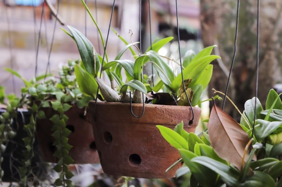 6 plantes reconnues pour leurs vertus relaxantes et anti stress | So Busy Girls