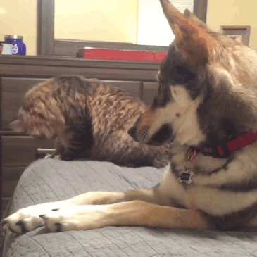 Ce husky a adopté ce chat dans un refuge et depuis, ils sont inséparables ! | So Busy Girls