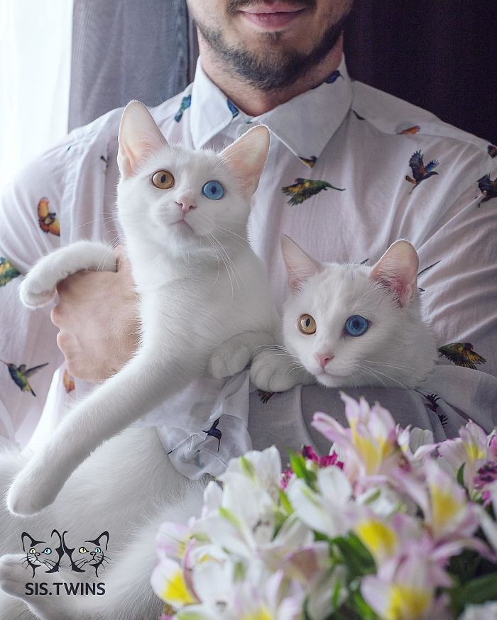 Ces 2 chats blancs aux yeux vairons ont un regard absolument magnifique | So Busy Girls