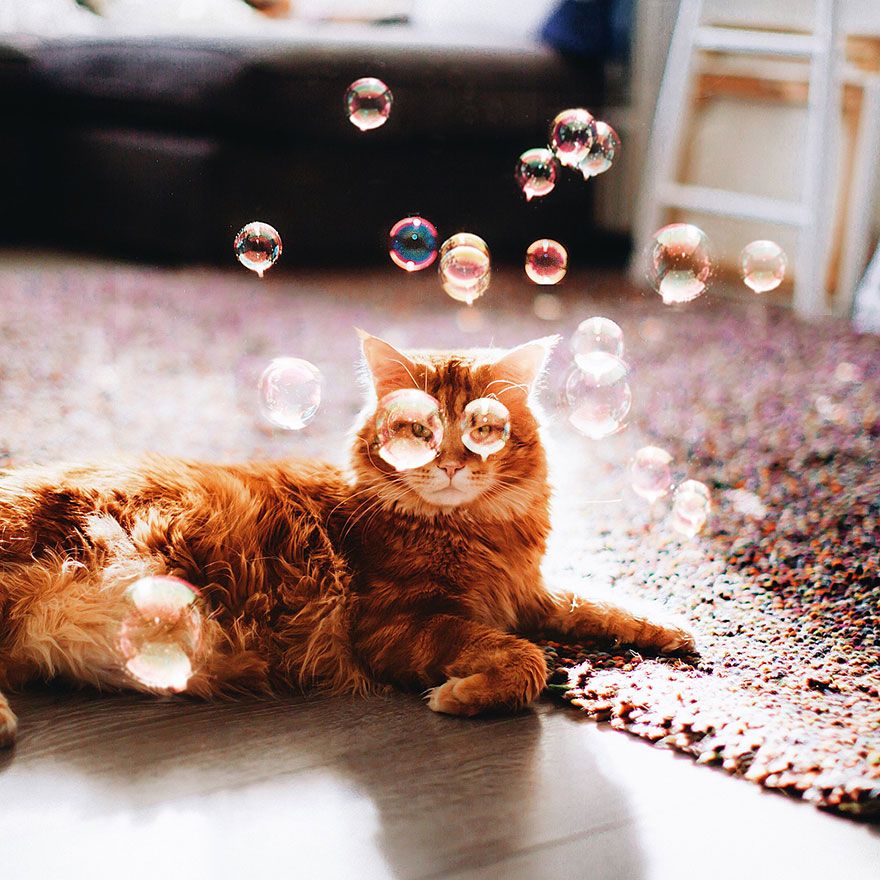 Découvrez Ginger, le chat roux tellement magnifique qu'il a son photographe personnel | So Busy Girls