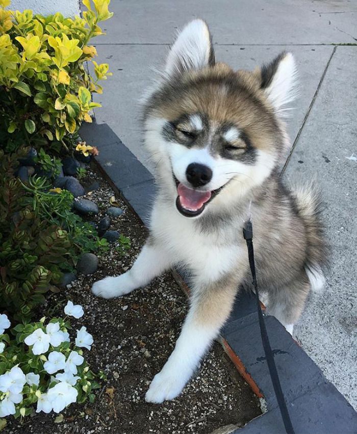 Découvrez Norman, le bébé husky tellement mignon qu'il va vous faire craquer ! | So Busy Girls