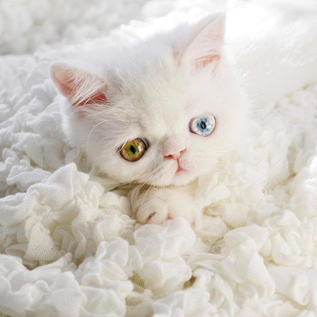 Découvrez Pam Pam, un tout petit chaton avec des yeux vairons qui vous hypnotiseront | So Busy Girls