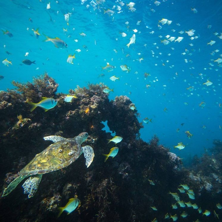 La photo incroyablement rare du poisson coincé à l'intérieur d'une méduse | So Busy Girls