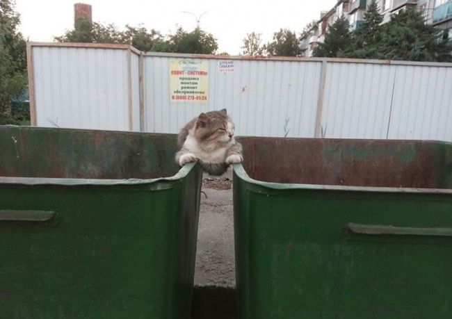 21 photos des plus beaux chats : vous n'allez pas pouvoir leur résister ! | So Busy Girls