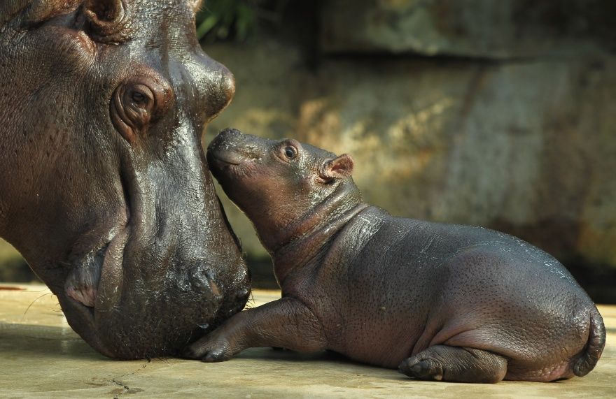 17 animaux adorables qui pourront toujours compter sur l'amour de leur mère | So Busy Girls