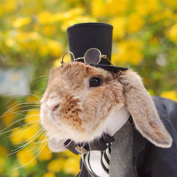 Découvrez PuiPui, le lapin le plus stylé du monde ! | So Busy Girls
