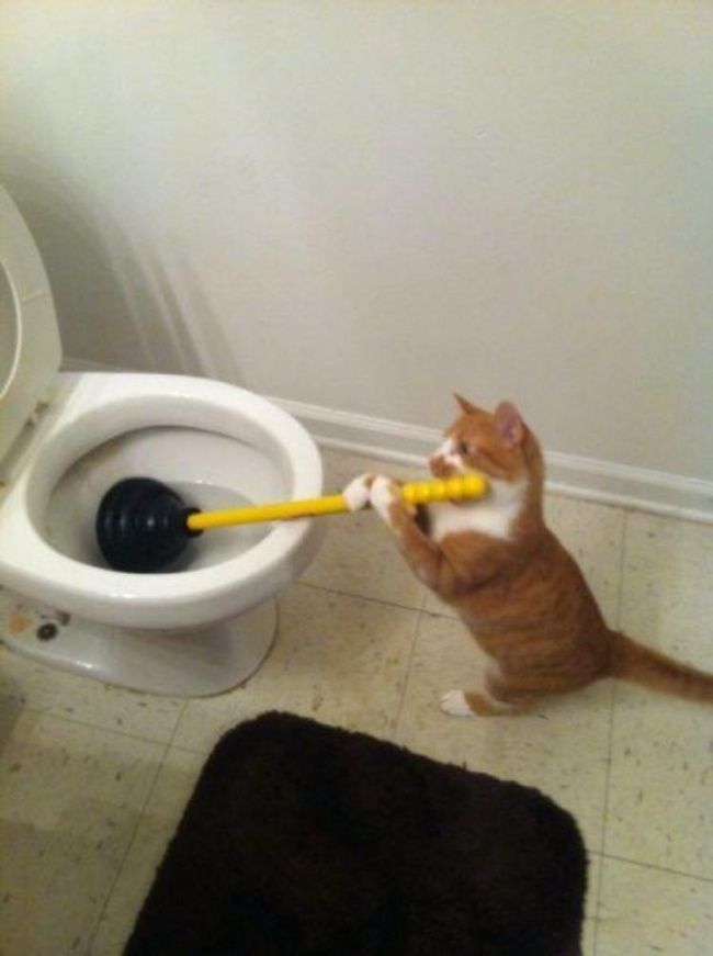 21 photos des plus beaux chats : vous n'allez pas pouvoir leur résister ! | So Busy Girls