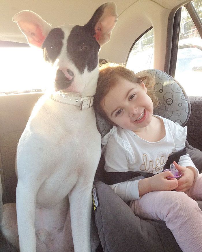 Ces 16 photos de chiens qui viennent de se faire adopter vont vous donner envie d'en recueillir un vous aussi ! | So Busy Girls