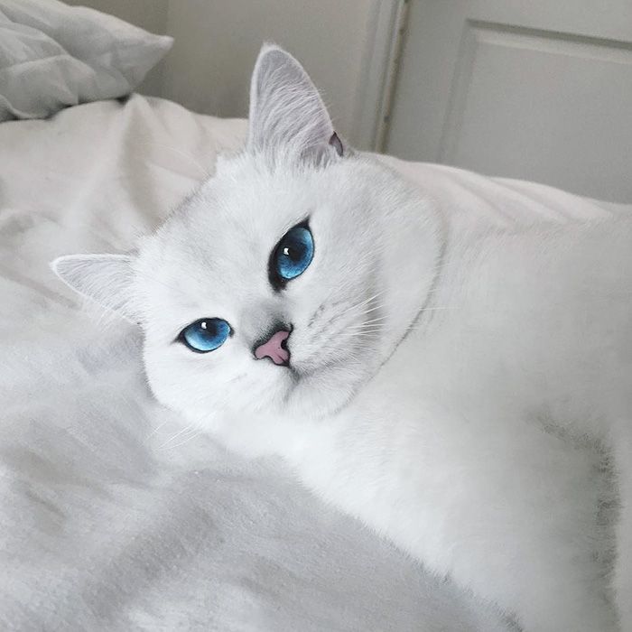 Ce chat a vraiment des yeux sublimes | So Busy Girls